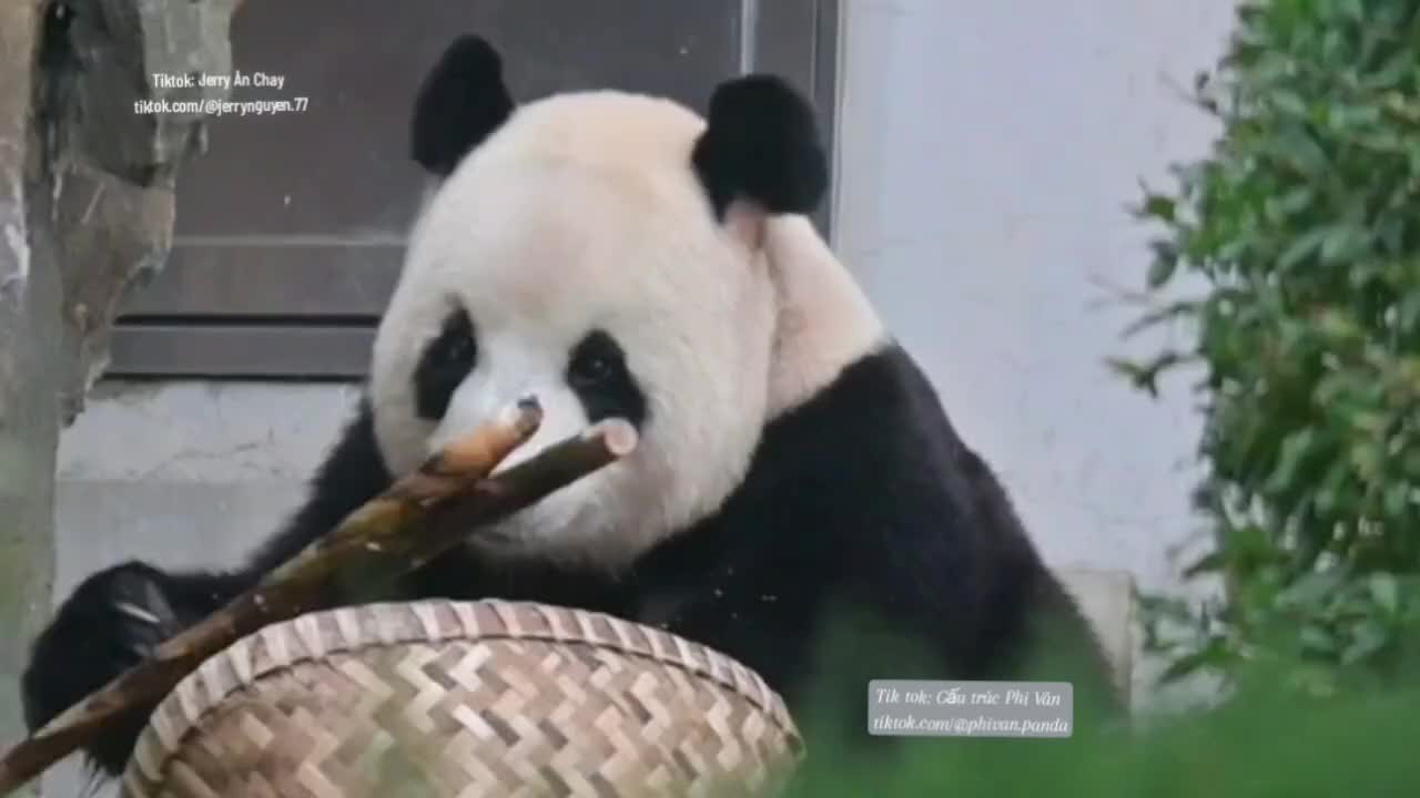 @Gấu tr&uacute;c Phi V&acirc;n