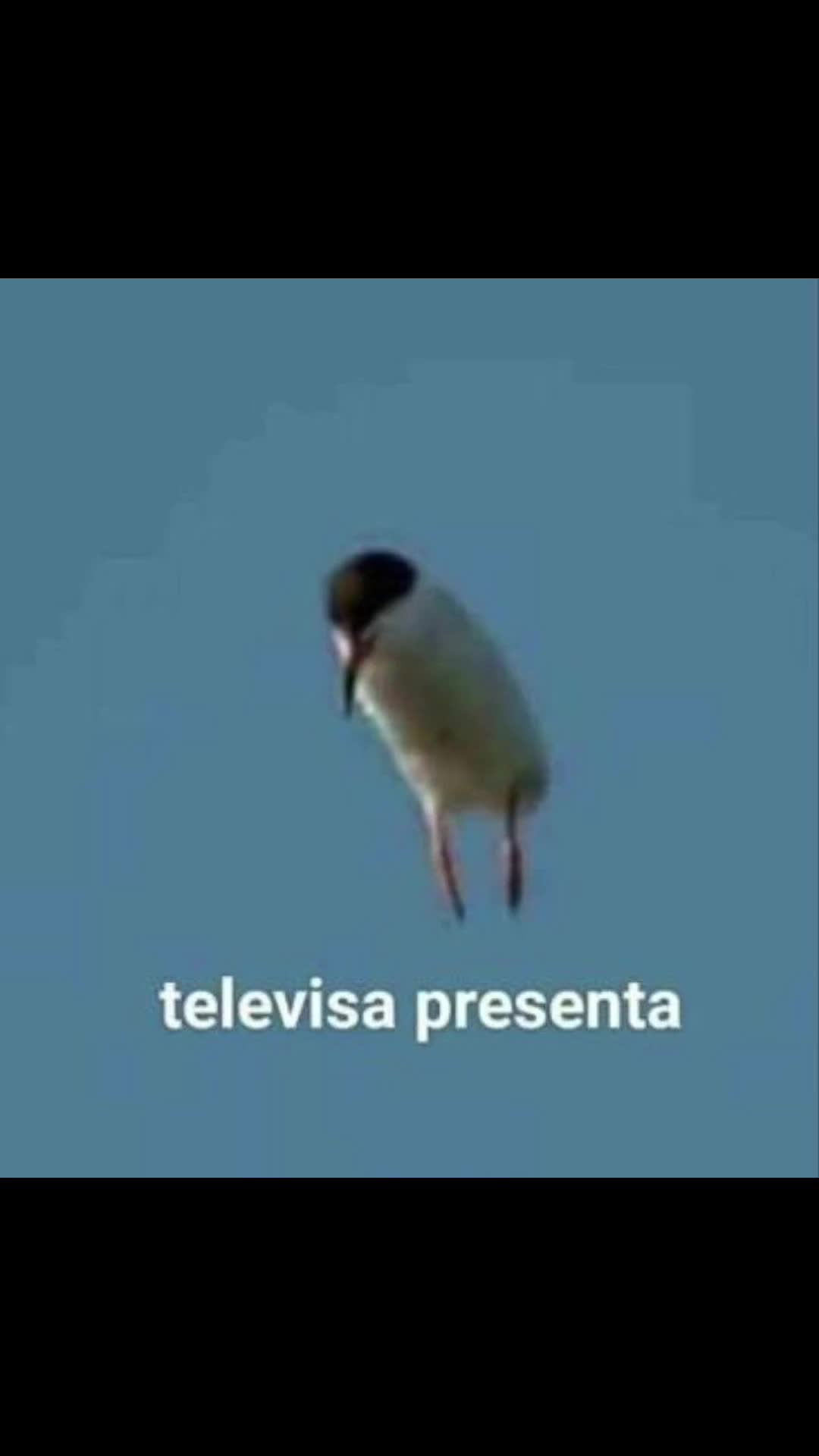 @PATINETOS_DEL_BARRIO_UWU