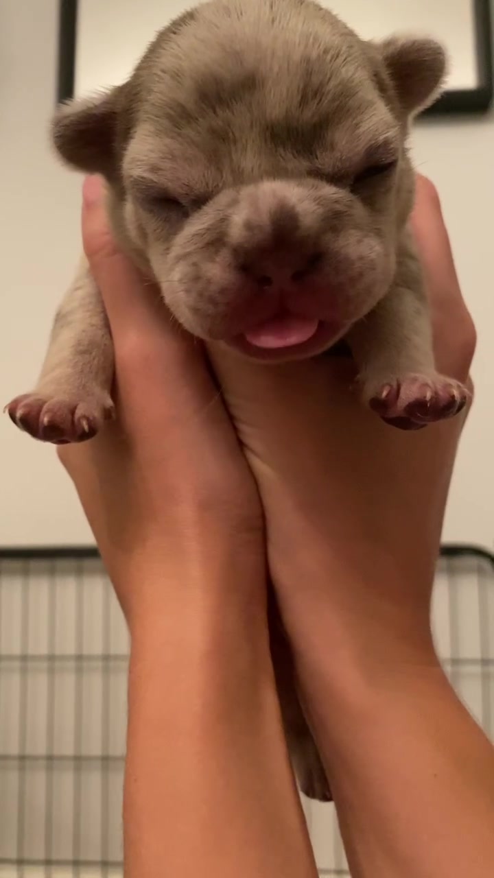 @rudzbulldogz