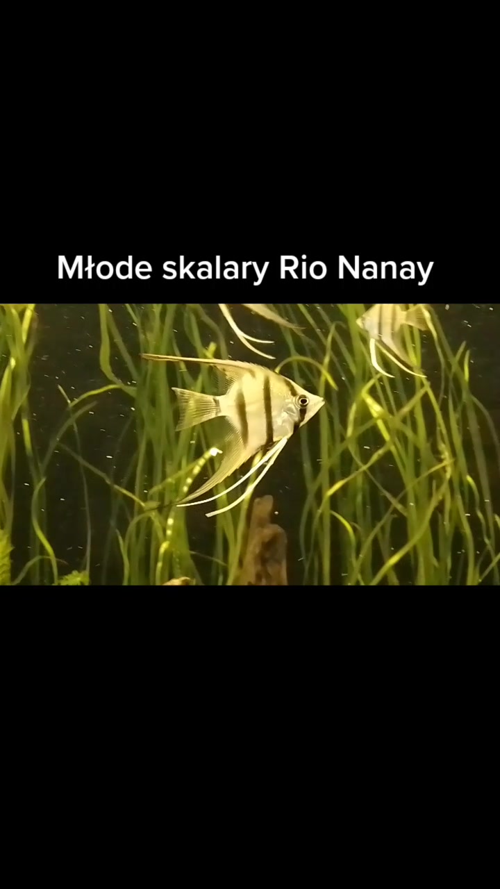 @🐟Mój wodny świat🐟