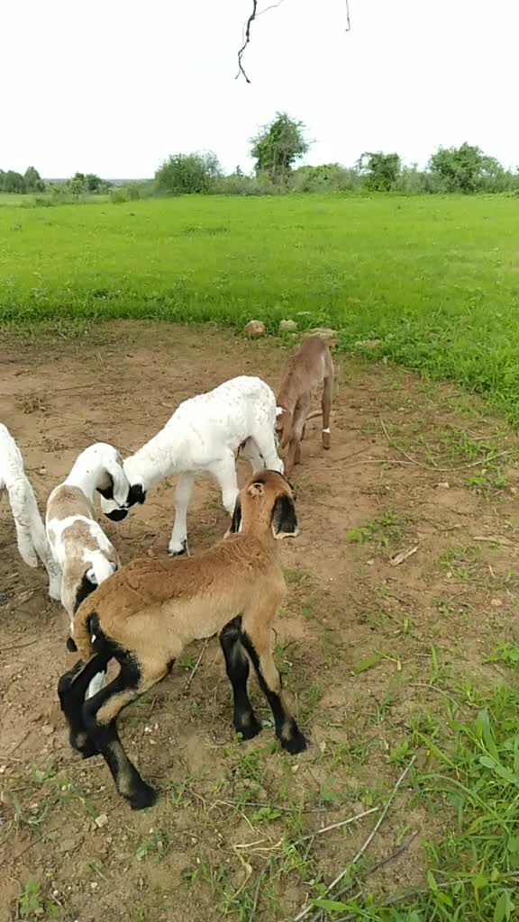 @SK___માલધારી