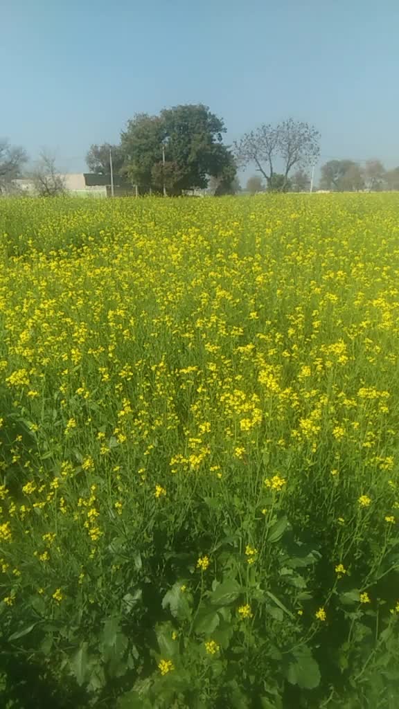 @Vikas Suthar
