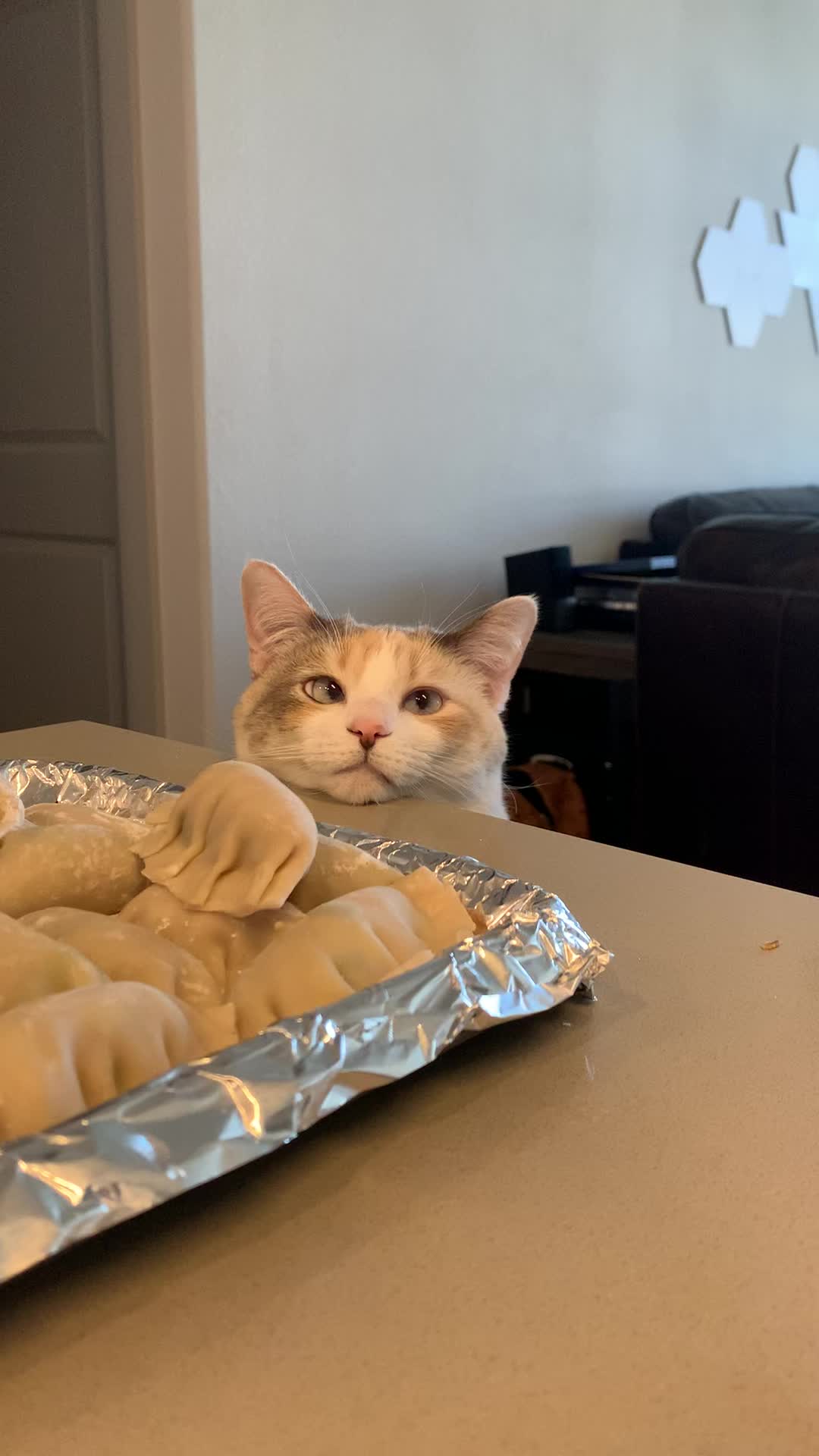 @Panko Cat