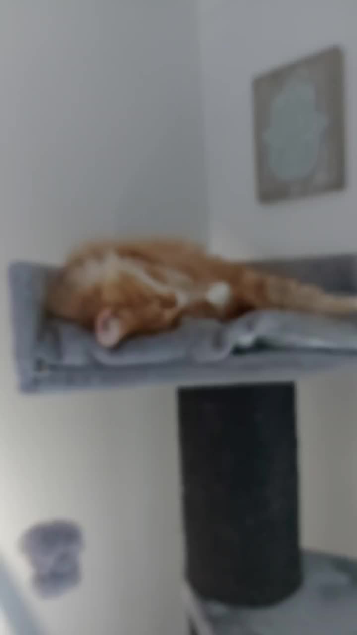@Odintheforestcat