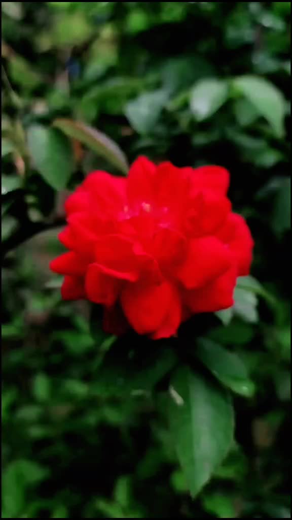 @Nikhil Nikhil