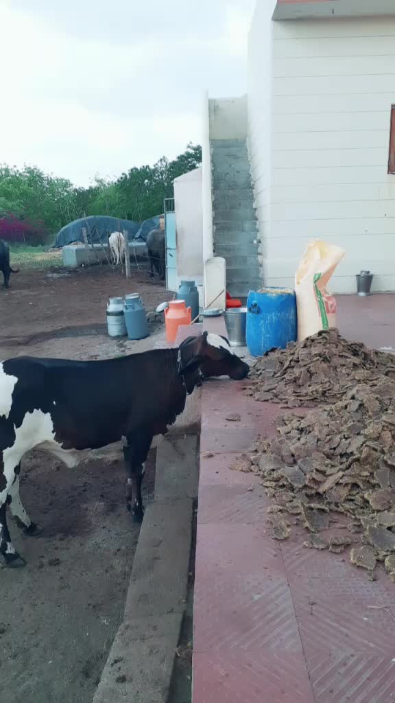 @દેપાલ ભાઇ વાલા