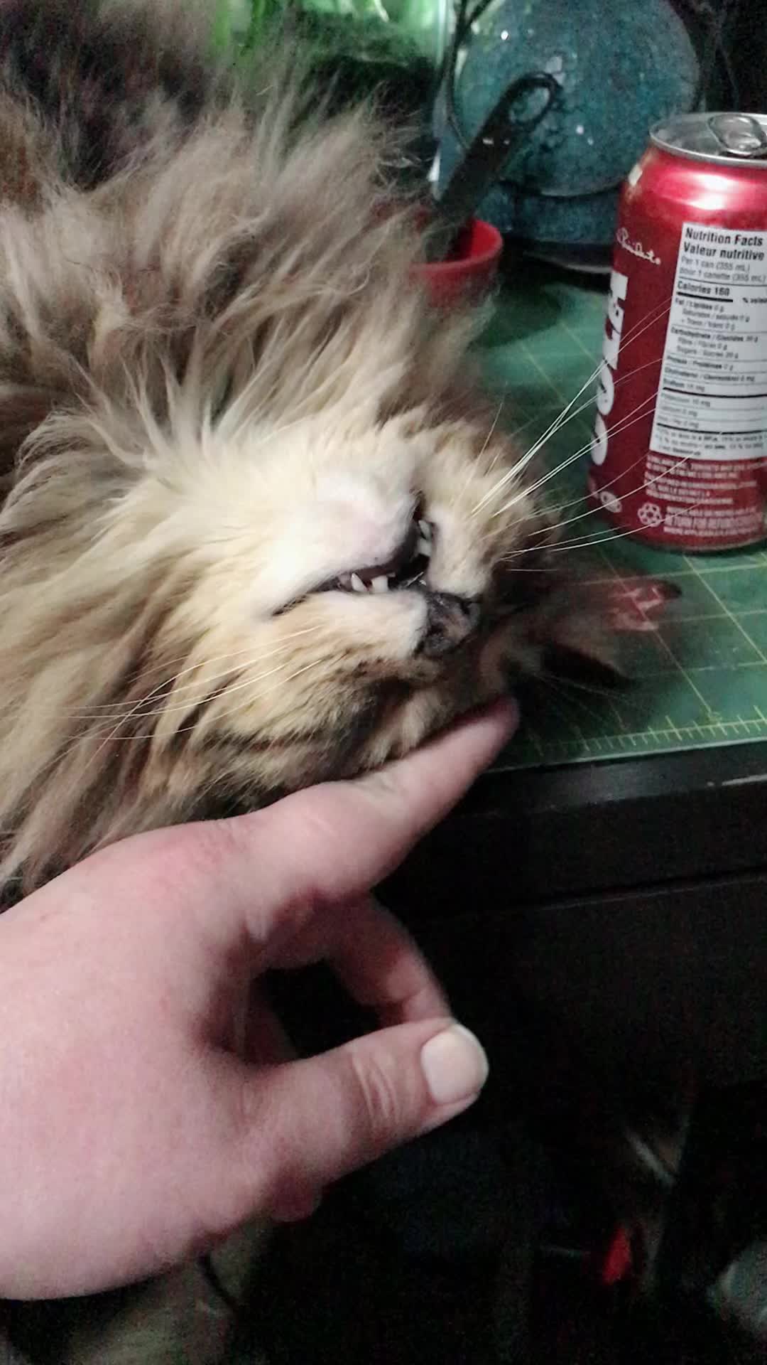 @Cricket _And_Remy