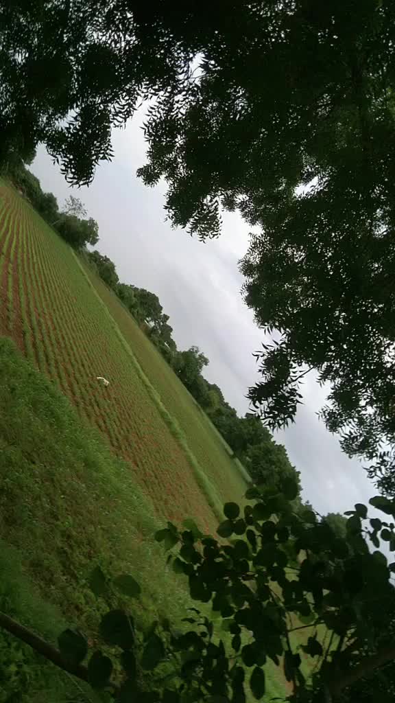 @user3296438277262
