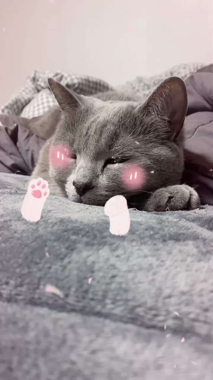 @별이집사😻