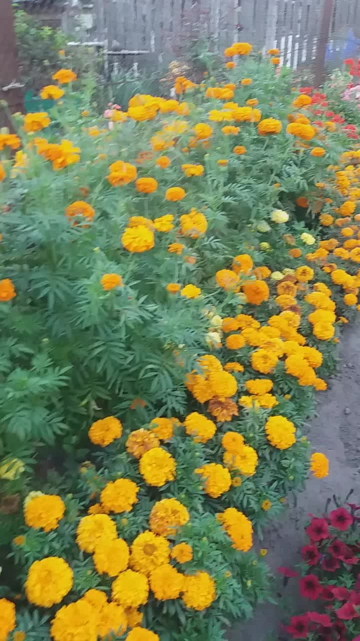 @🌿𝓐𝓷𝓲𝓷𝓪 𝓭𝓪𝓬𝓱𝓪🌿