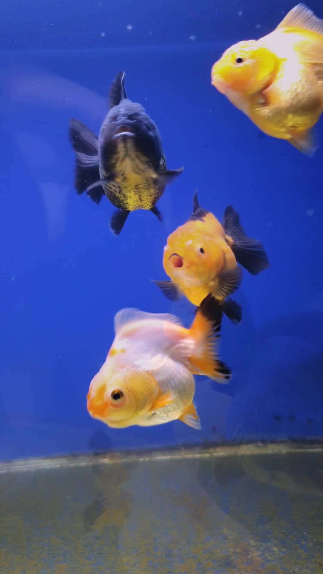 @Ace Aquascape