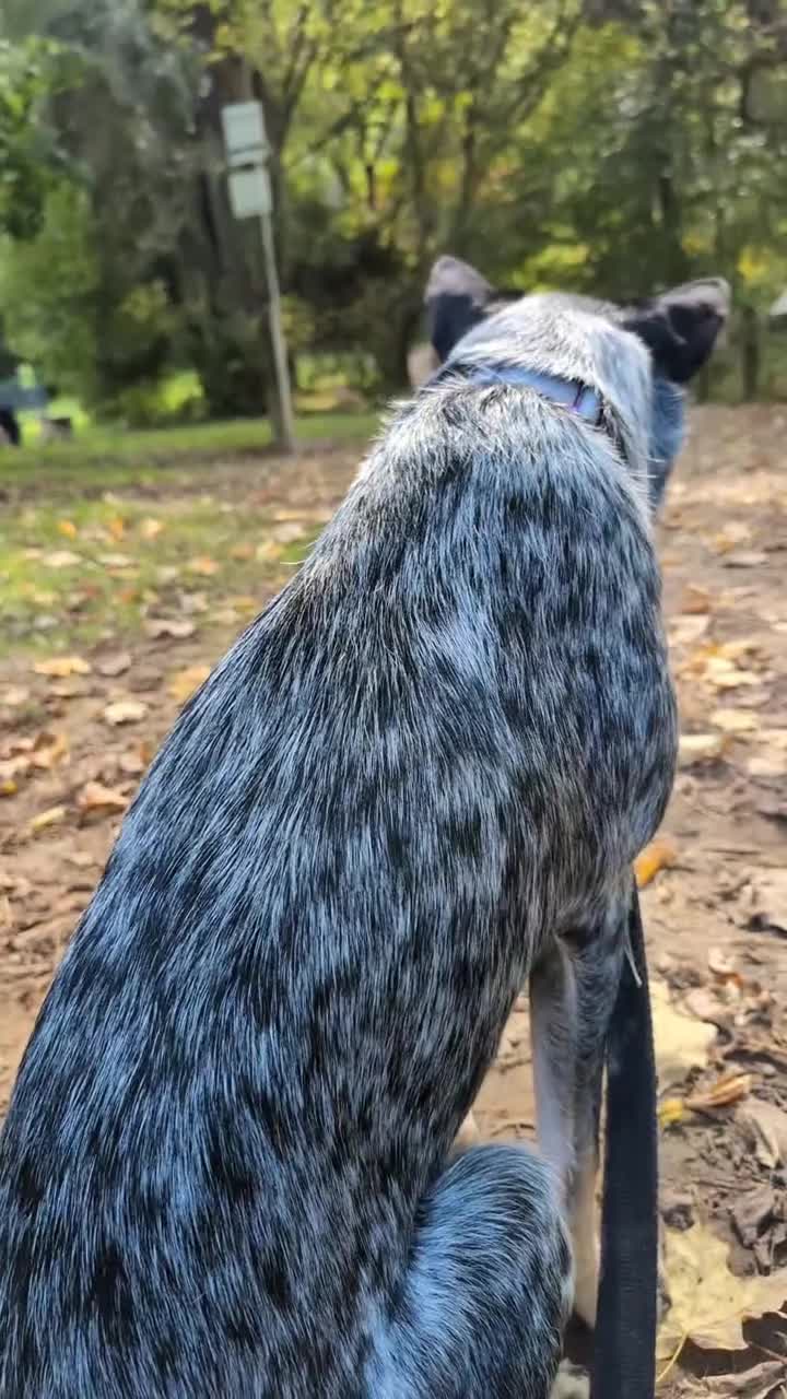 @CattleDog Abby