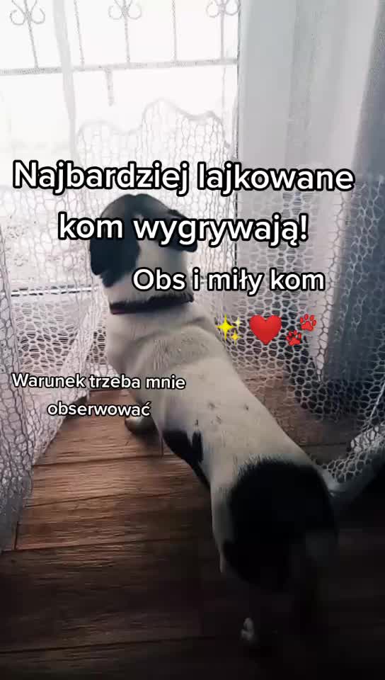 @❣️Reksio❣️