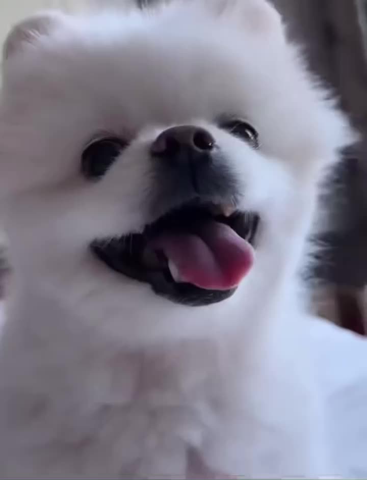 @Puppy Daddy
