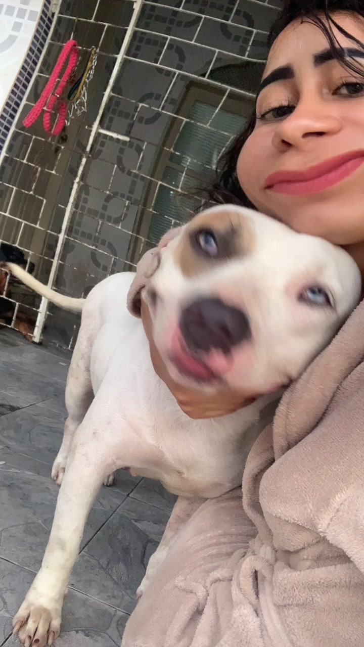 @Bela Pitbull terrier