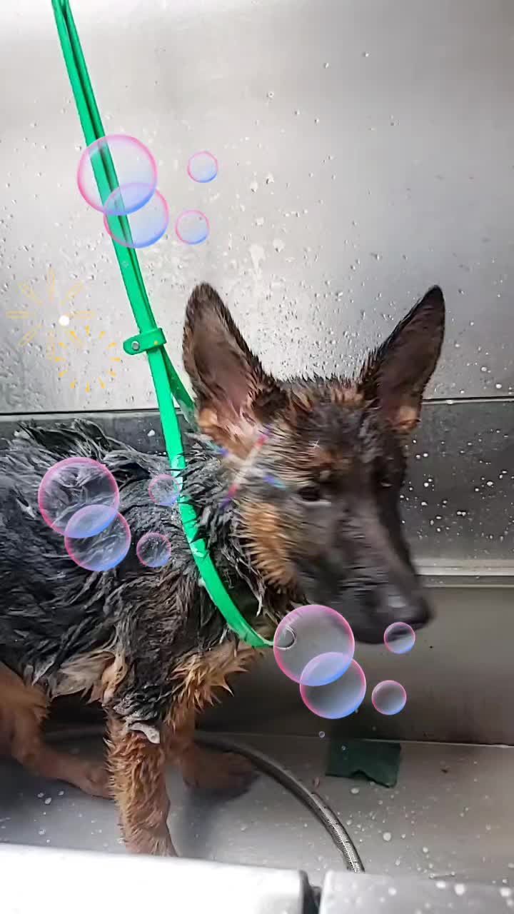 @Wickeddoghandler