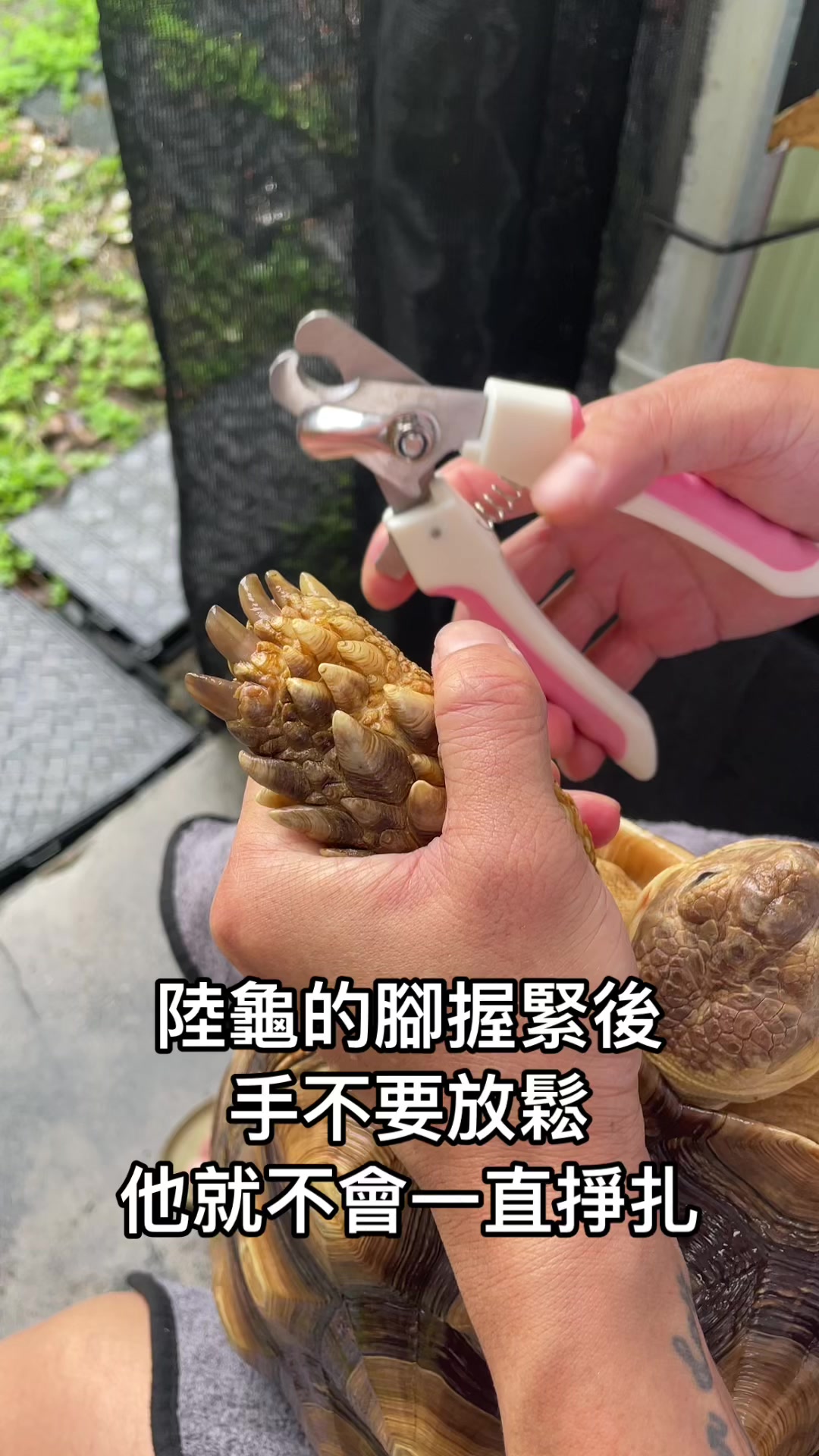 @琰 𝓛𝓸𝓷𝓰來了🐉〽️蘇卡達sulcata陸龜