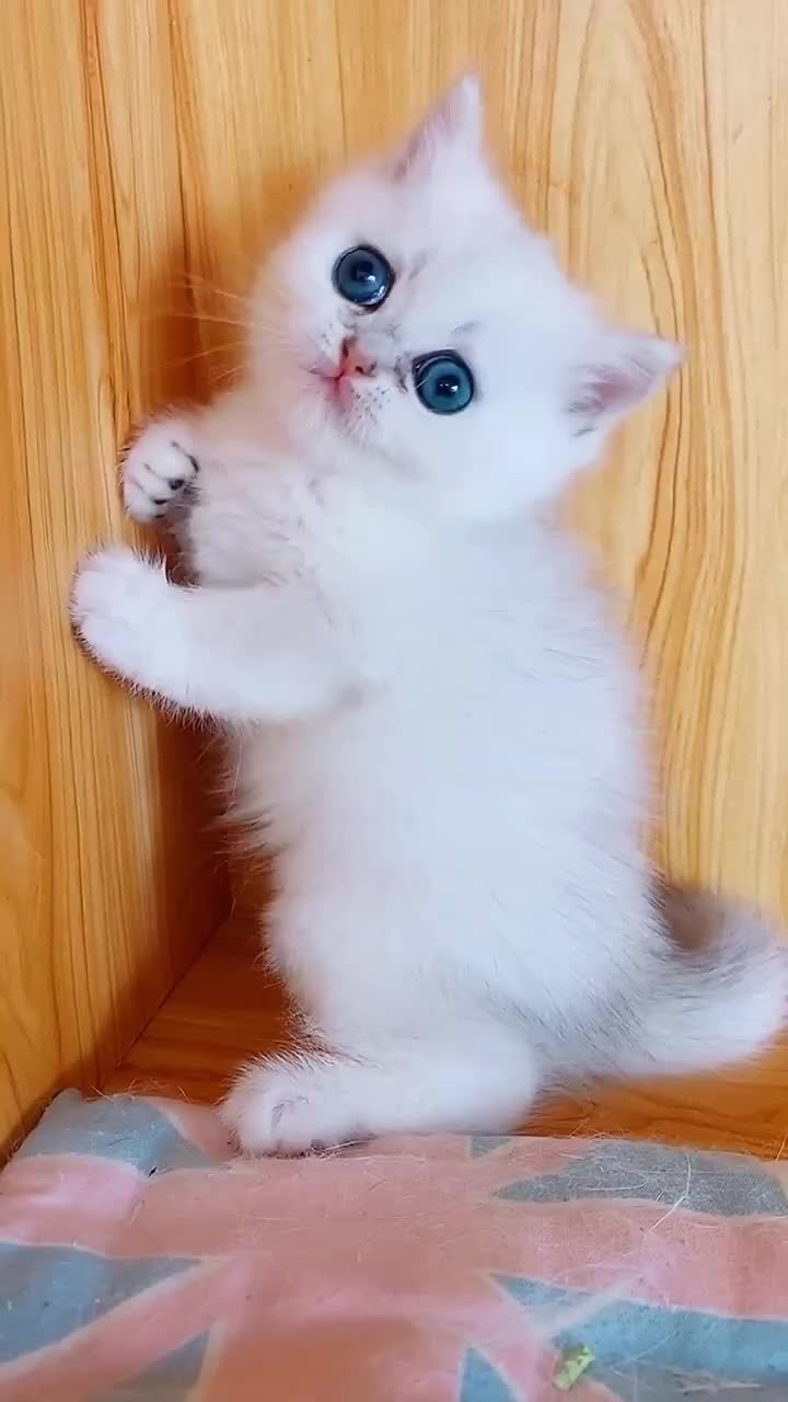 @linyi123450