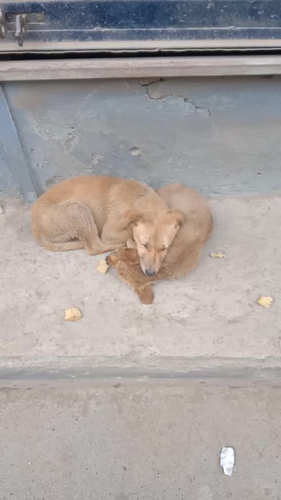 @Syed Hayat Geelani