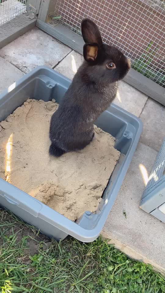 @little.bunny.cuties