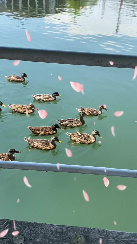 @Tarık Ahmed