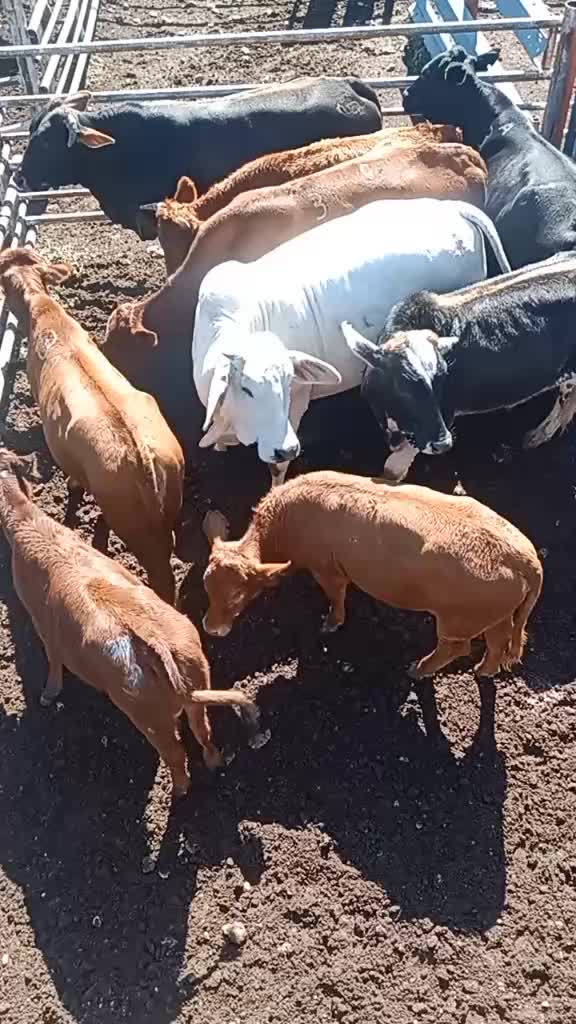 @The maverickagribusiness