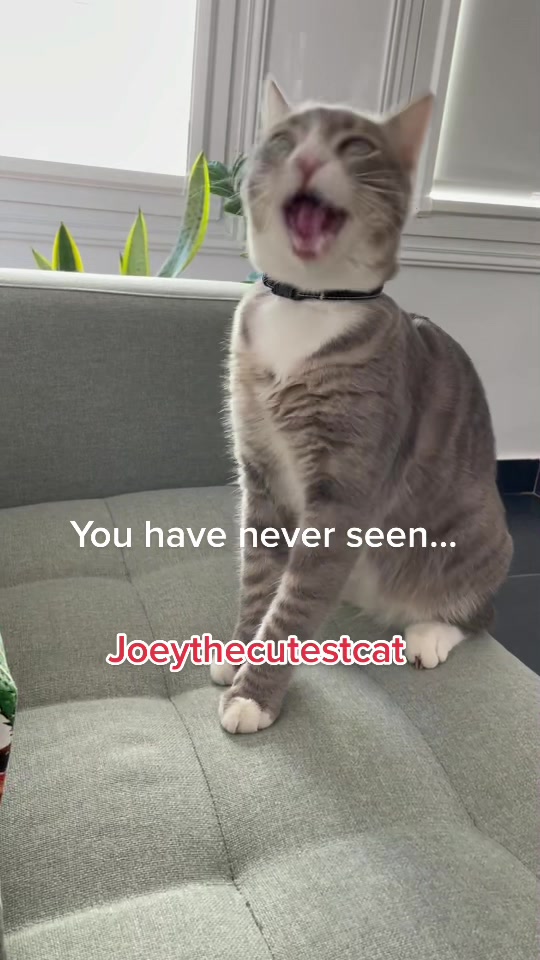 @Joeythecutestcat