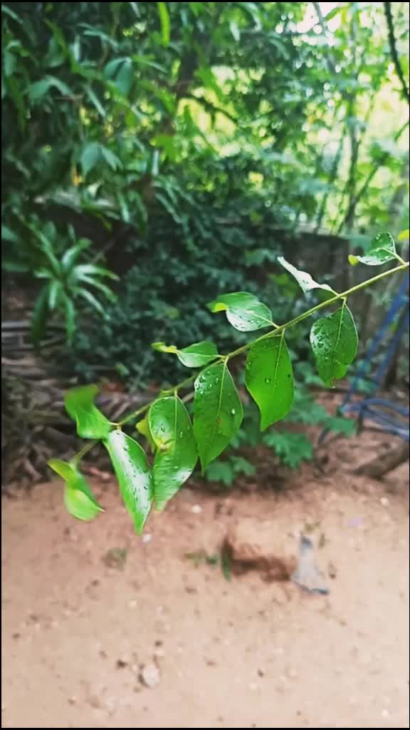 @Divya Mohan