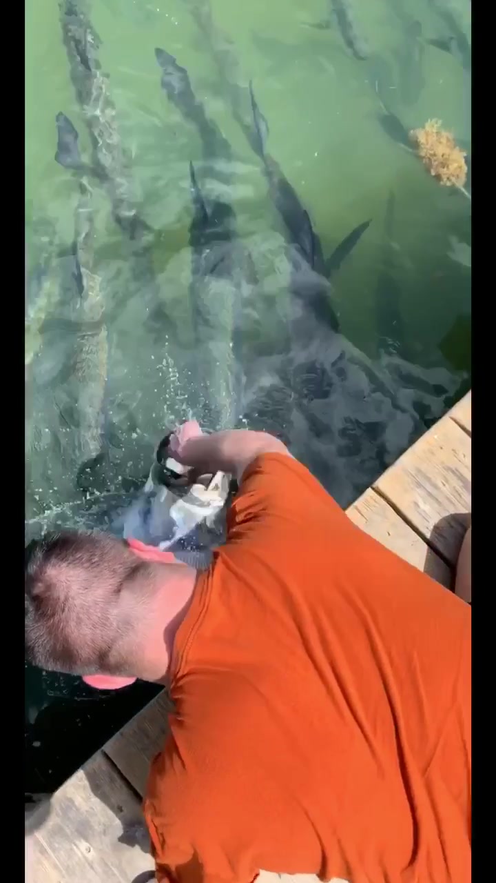 @fishfactstv