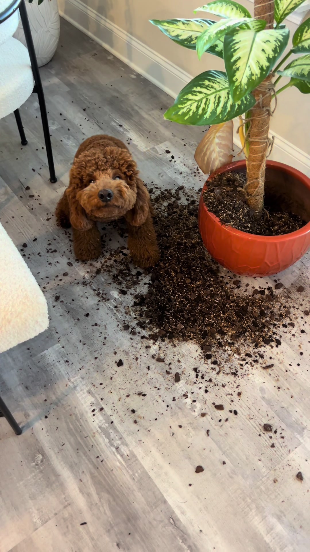 @Mocha | Mini Goldendoodle 🐾