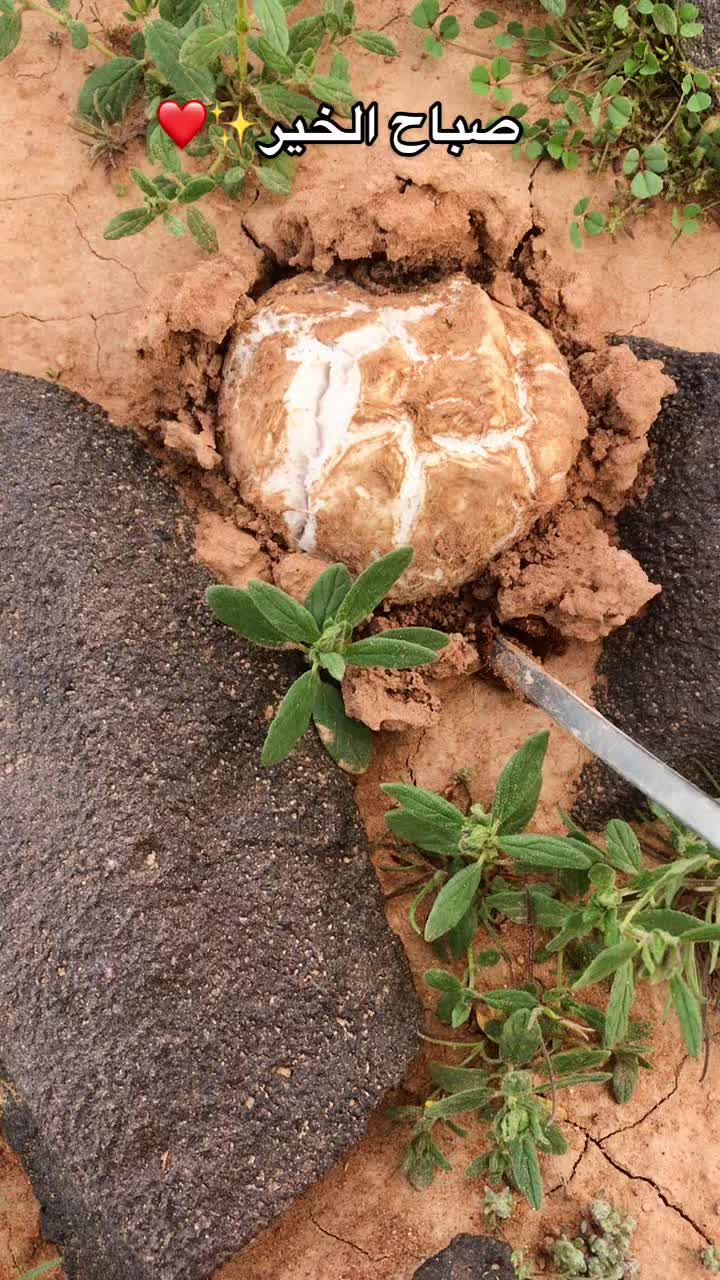 @نواف بن فرحان