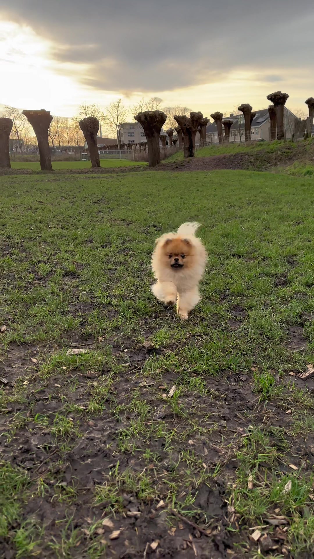 @yoshi.thepom