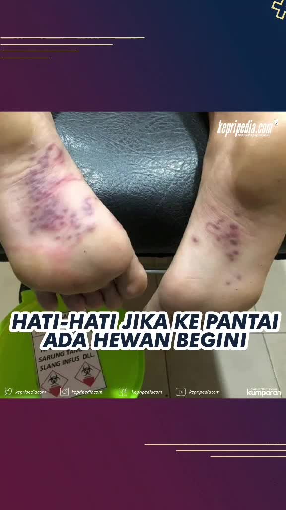 @kepripedia.com