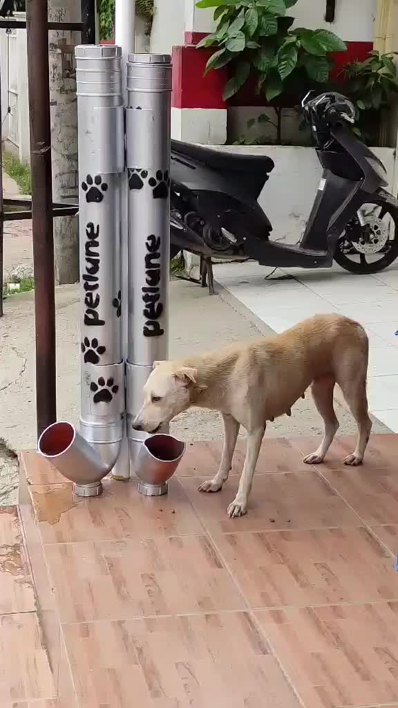 @petlanecebu