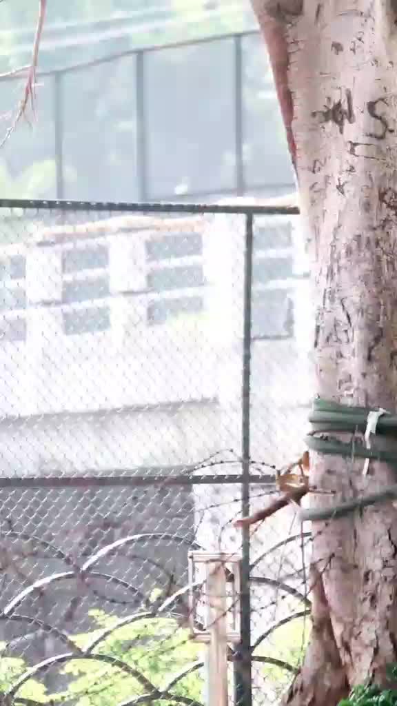 @👑shivaaysingh👑
