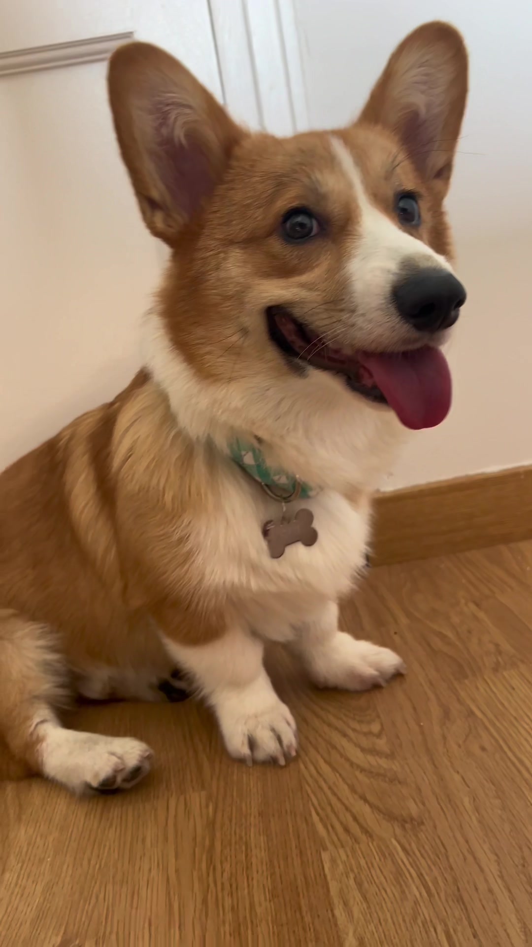 @Monty the Pembroke Welsh Corgi