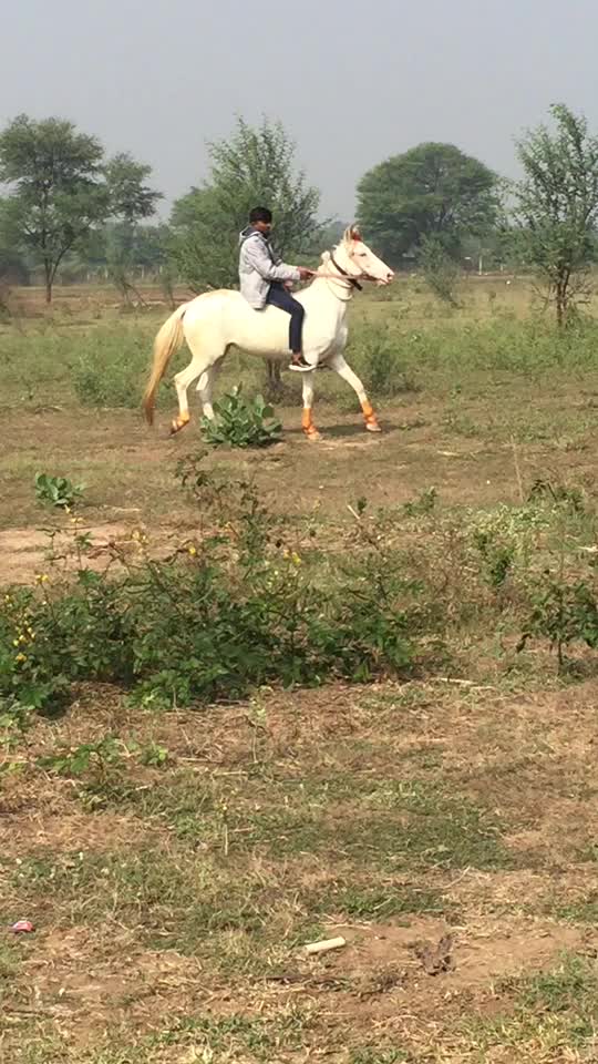 @Yuvibha Horse lover