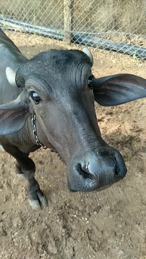 @RAJASTHANI😘