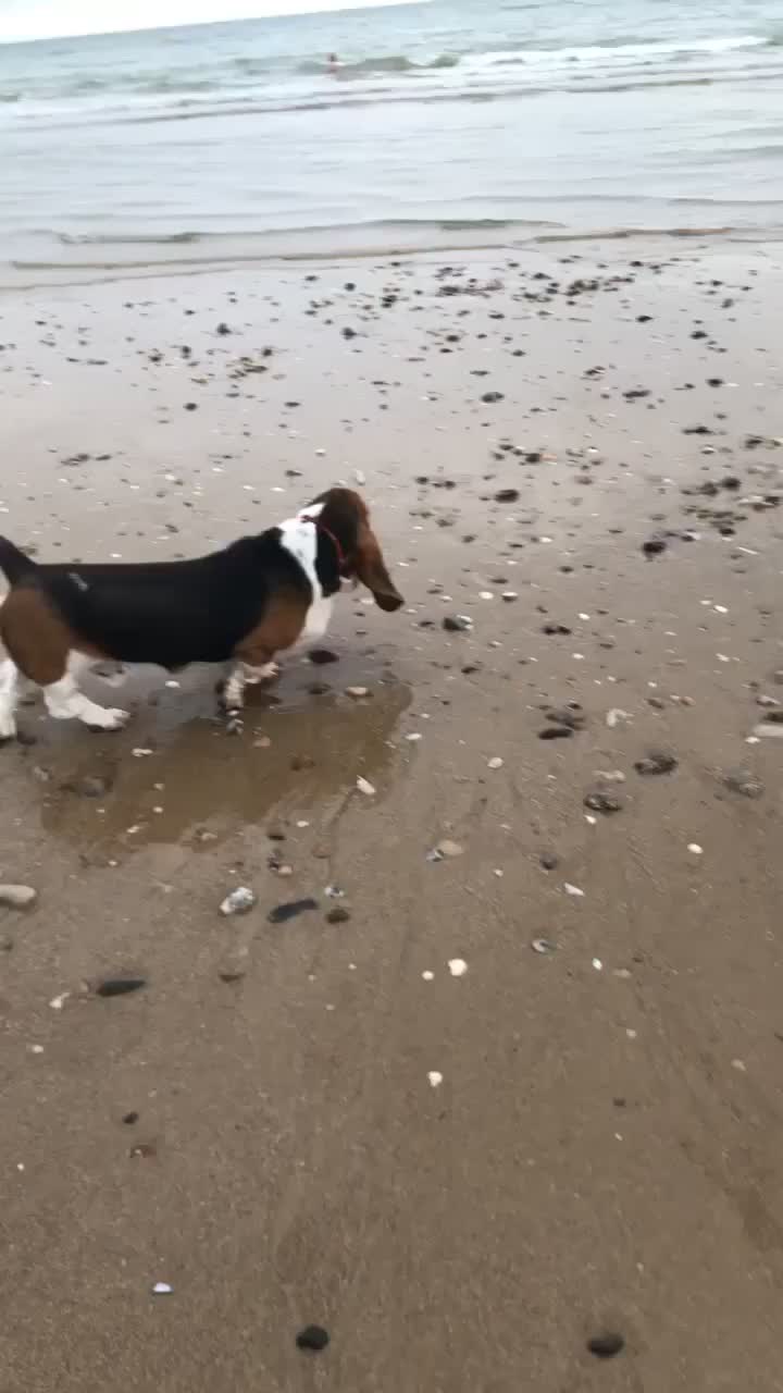 @Olaf le basset hound 🐾