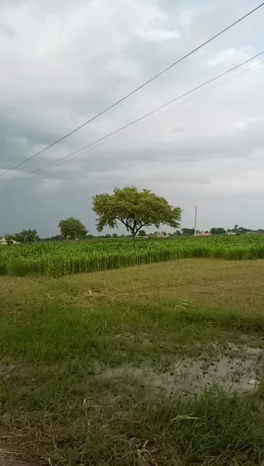 @dasi jamidar