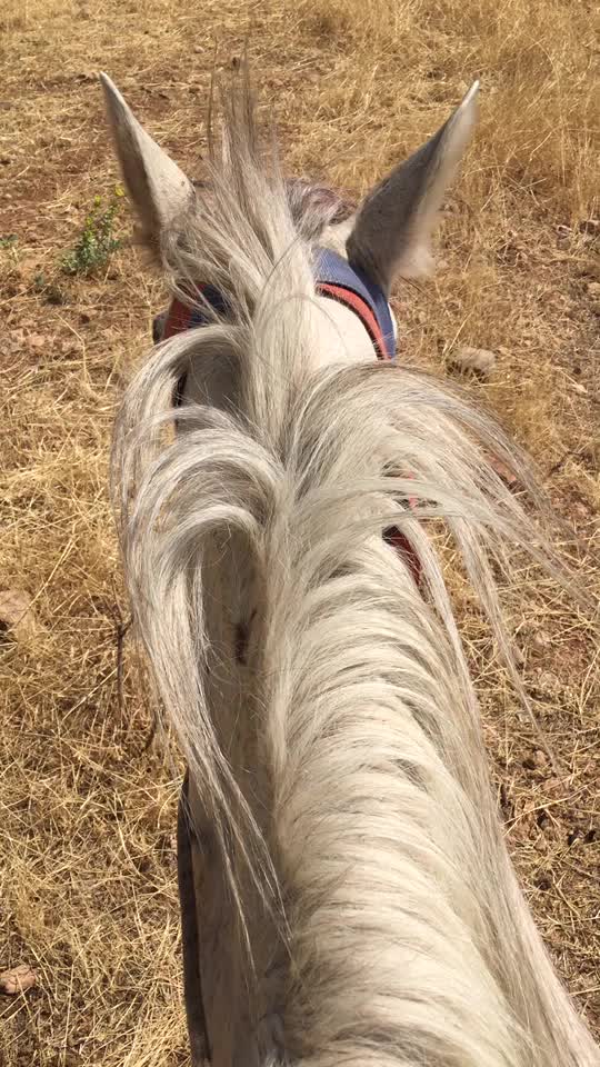 @G&uuml;ltekin Hakan