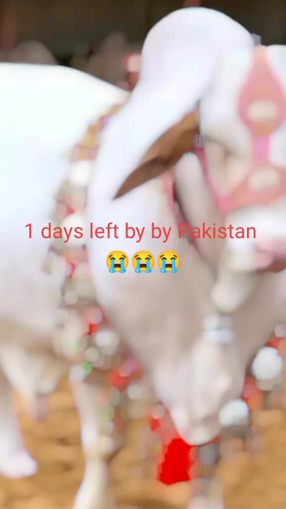 @Chaudhari Ahmad 1