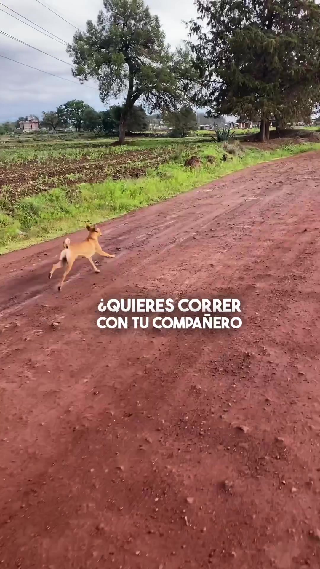 @Rompe el Muro