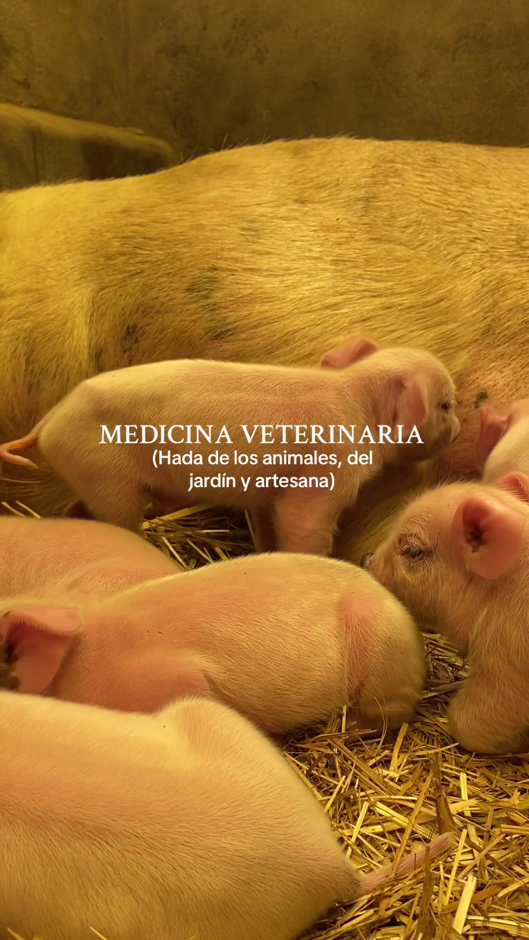@ᴠᴀʟᴇʀɪᴀ | medvet ⚕