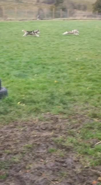 @howlvalley kennels
