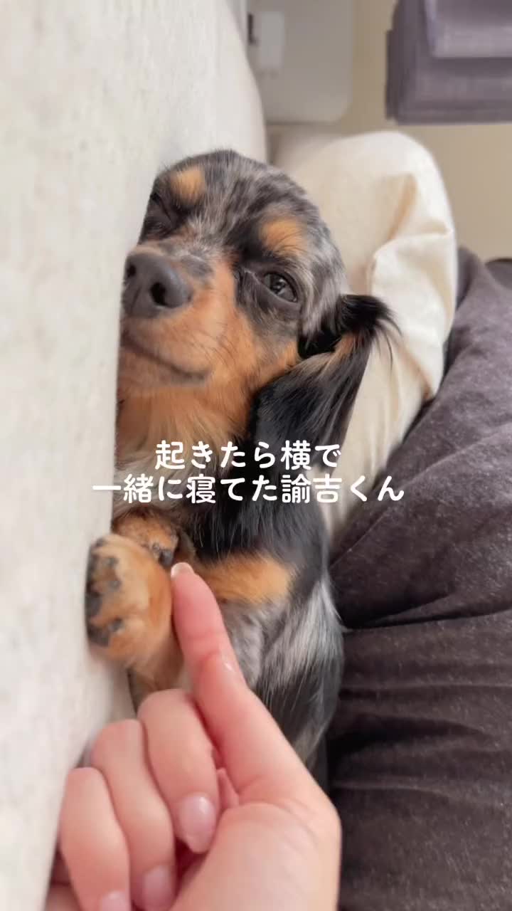 @チワックスの諭吉くん🐾