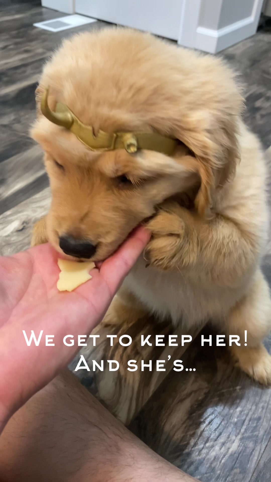 @AmoreDoroGoldens