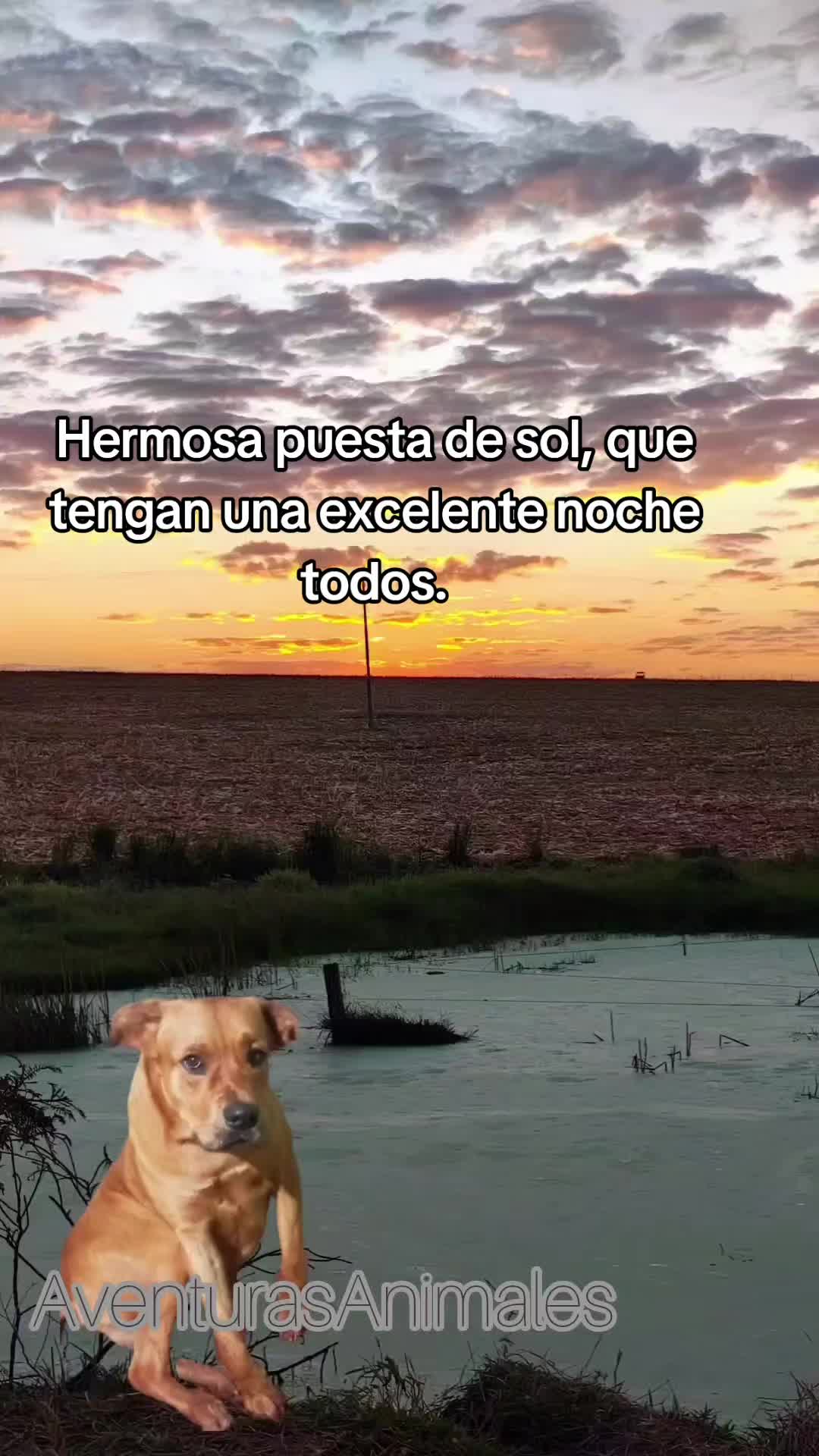 @AventurasAnimales