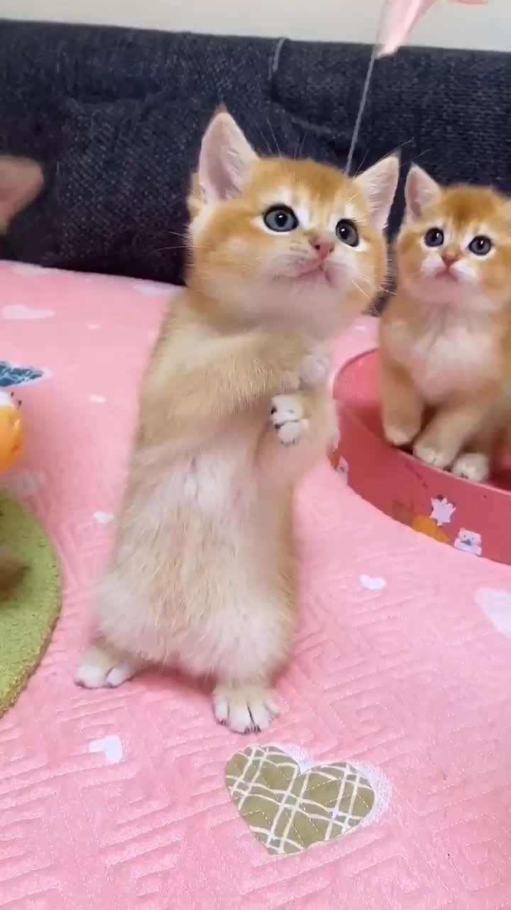 @linyi123450
