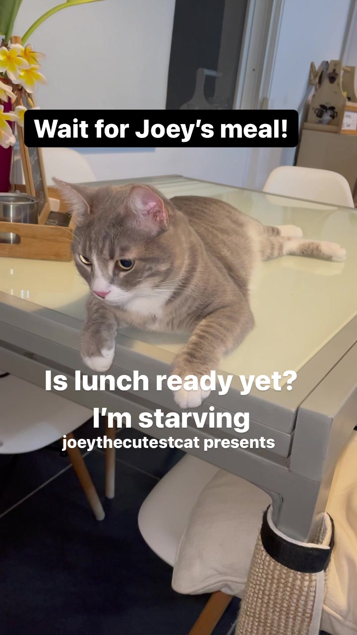 @Joeythecutestcat